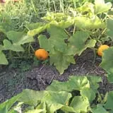 The Robinson Family Farm photo