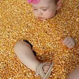 The Robinson Family Farm photo
