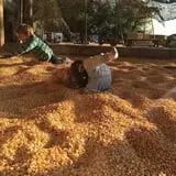 Hee Haw Farms Corn Maze photo