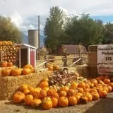 Hee Haw Farms Corn Maze photo