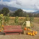 Hee Haw Farms Corn Maze photo