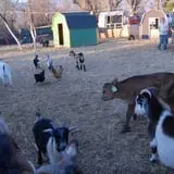 Hee Haw Farms Corn Maze photo