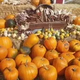 Hee Haw Farms Corn Maze photo