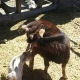 Hee Haw Farms Corn Maze photo