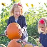 Hee Haw Farms Corn Maze photo