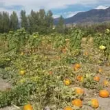Hee Haw Farms Corn Maze photo