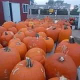 Sass Family Farm photo
