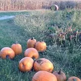 Sass Family Farm photo