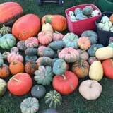 Sass Family Farm photo