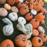 Sass Family Farm photo