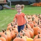 Wheatfield Pumpkin Farm photo