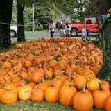 Wheatfield Pumpkin Farm photo