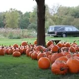 Wheatfield Pumpkin Farm photo