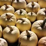 Wheatfield Pumpkin Farm photo