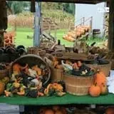 Wheatfield Pumpkin Farm photo
