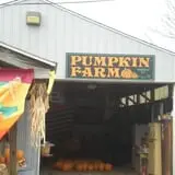 Wheatfield Pumpkin Farm photo