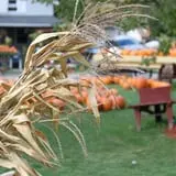 Wheatfield Pumpkin Farm photo