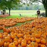 Wheatfield Pumpkin Farm photo