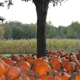 Wheatfield Pumpkin Farm photo