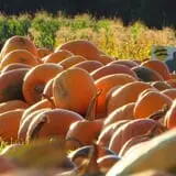 Wheatfield Pumpkin Farm photo