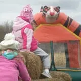 Wheatfield Pumpkin Farm photo