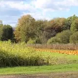 Wheatfield Pumpkin Farm photo