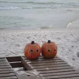 Wheatfield Pumpkin Farm photo