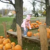 Wheatfield Pumpkin Farm photo