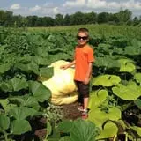 Wheatfield Pumpkin Farm photo