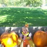 Wheatfield Pumpkin Farm photo
