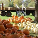 Wheatfield Pumpkin Farm photo