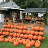 Wheatfield Pumpkin Farm photo
