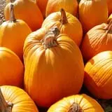 Parlee Farms Pumpkin Picking Hayride & Fun Activities photo