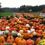 Parlee Farms Pumpkin Picking Hayride & Fun Activities photo