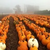 Parlee Farms Pumpkin Picking Hayride & Fun Activities photo