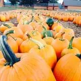 Parlee Farms Pumpkin Picking Hayride & Fun Activities photo