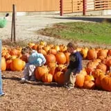 Parlee Farms Pumpkin Picking Hayride & Fun Activities photo