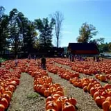 Parlee Farms Pumpkin Picking Hayride & Fun Activities photo