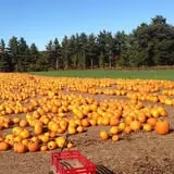 Parlee Farms Pumpkin Picking Hayride & Fun Activities photo