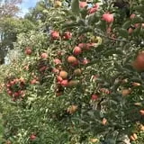Parlee Farms Pumpkin Picking Hayride & Fun Activities photo