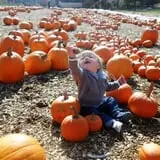 Parlee Farms Pumpkin Picking Hayride & Fun Activities photo