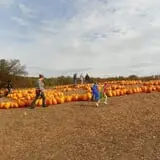 Parlee Farms Pumpkin Picking Hayride & Fun Activities photo