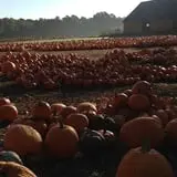 Parlee Farms Pumpkin Picking Hayride & Fun Activities photo