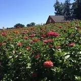 Parlee Farms Pumpkin Picking Hayride & Fun Activities photo