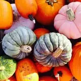Parlee Farms Pumpkin Picking Hayride & Fun Activities photo