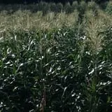 Parlee Farms Pumpkin Picking Hayride & Fun Activities photo