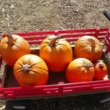 Parlee Farms Pumpkin Picking Hayride & Fun Activities photo