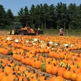 Parlee Farms Pumpkin Picking Hayride & Fun Activities photo