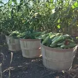 Parlee Farms Pumpkin Picking Hayride & Fun Activities photo