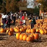 Parlee Farms Pumpkin Picking Hayride & Fun Activities photo